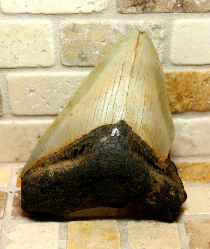 3.82吋大型巨齒鯊鯊魚化石