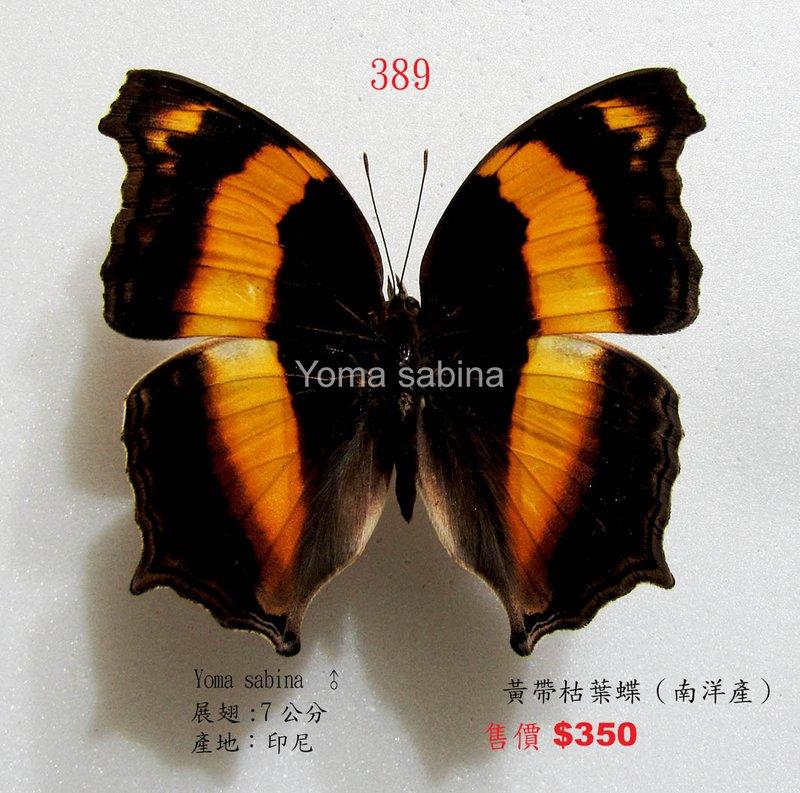 ☆蟲新發現╭○-○╮蝴蝶標本A1 ~ 黃帶枯葉蝶展翅7CM 產地：印尼| 露天拍賣