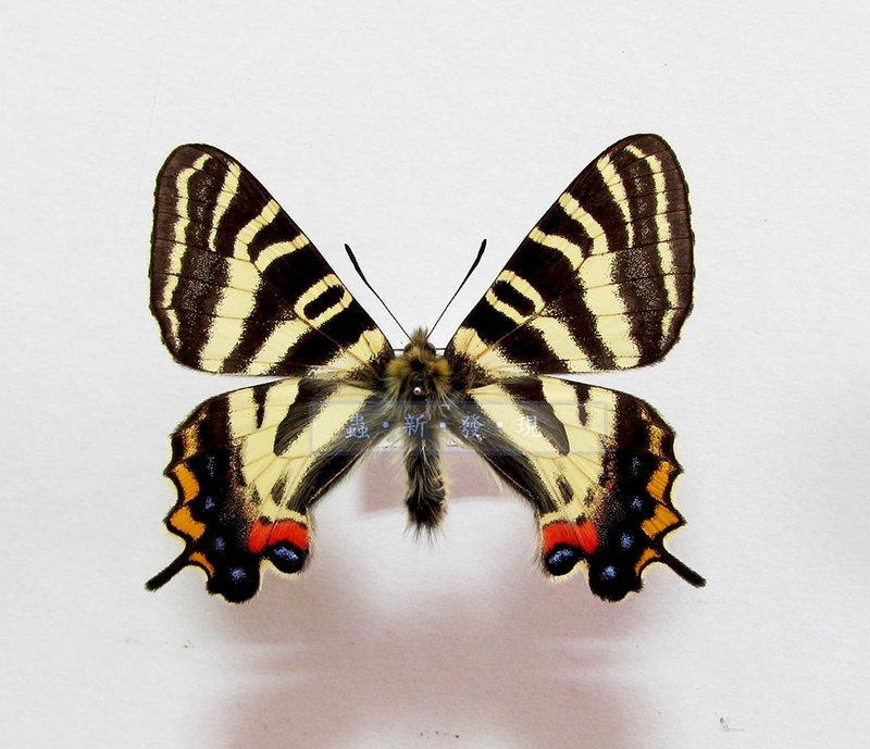 蟲新發現╭○-○╮蝴蝶標本A1~ 日本虎鳳蝶展翅5.5CM 產地：日本| 露天拍賣