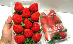 日本熊本草莓 比價撿便宜 優惠與推薦 22年4月