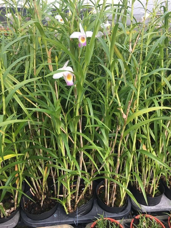 一禪種苗園 圍牆綠化種植 竹葉蘭 鳥仔花 蘭花植物 3吋盆 露天拍賣 一禪種苗園 圍牆綠化種植 竹葉蘭 鳥仔花 蘭花植物 3吋盆 露天拍賣