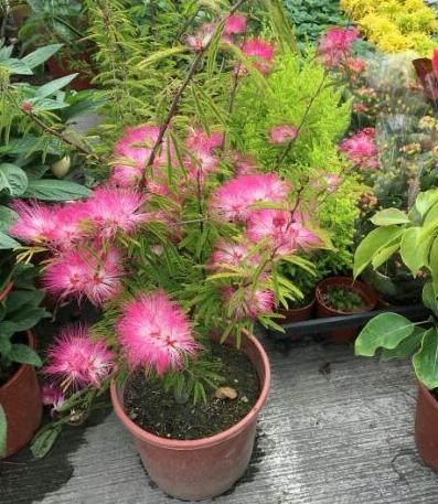 一禪種苗園 喬木 香水合歡花 不挑花色 粉撲花 6吋盆 露天拍賣