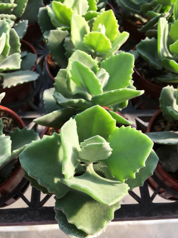 一禪種苗園 銀白色的絨毛葉子 千兔耳 多肉植物 3吋盆 露天市集 全台最大的網路購物市集