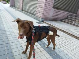 服務狗救援犬軍犬刺繡魔術貼臂章徽章寵物狗狗戰術背心SERVICEDOG, 運動包