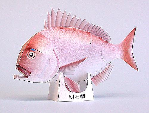 啞光紙99海底世界海洋館明石鯛鯛魚3d立體紙模型手工diy非成品 露天拍賣