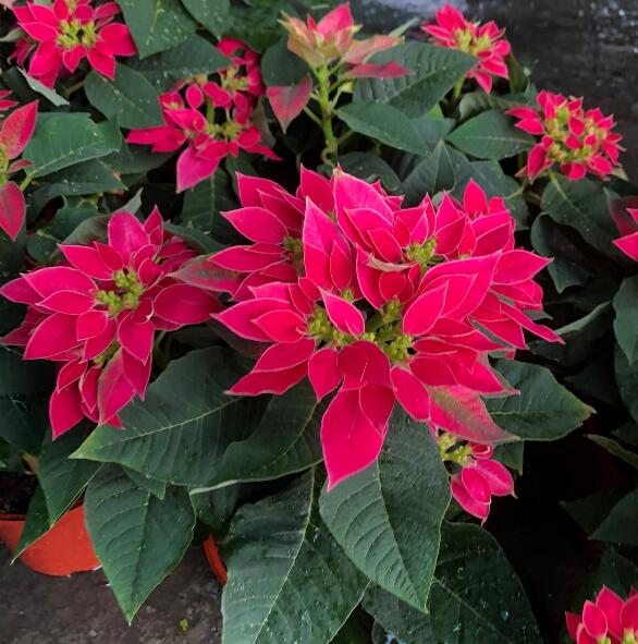 花田厝 節慶氣氛植物 四季桃喜聖誕紅 季節花卉 應景花卉 5吋高約30cm 露天拍賣