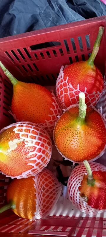 新鮮高營養越南種🎊木鱉果果實 季節限定
