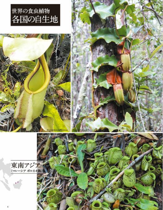 日本原版世界の食蟲植物図鑑世界食蟲植物圖畫書| 露天市集| 全台最大的