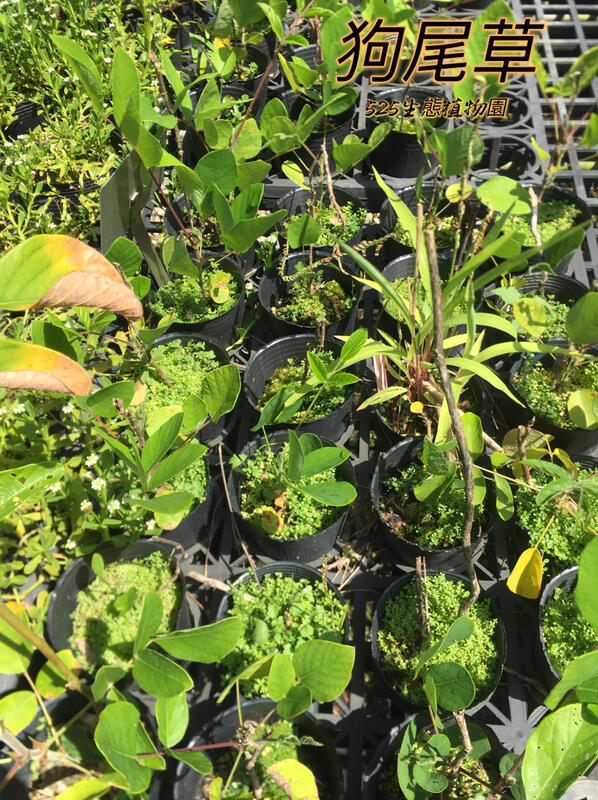 『525生態植物園』兔尾草 （狗尾草，通天草）藥用或食用 | 露天市集 | 全台最大的網路購物市集