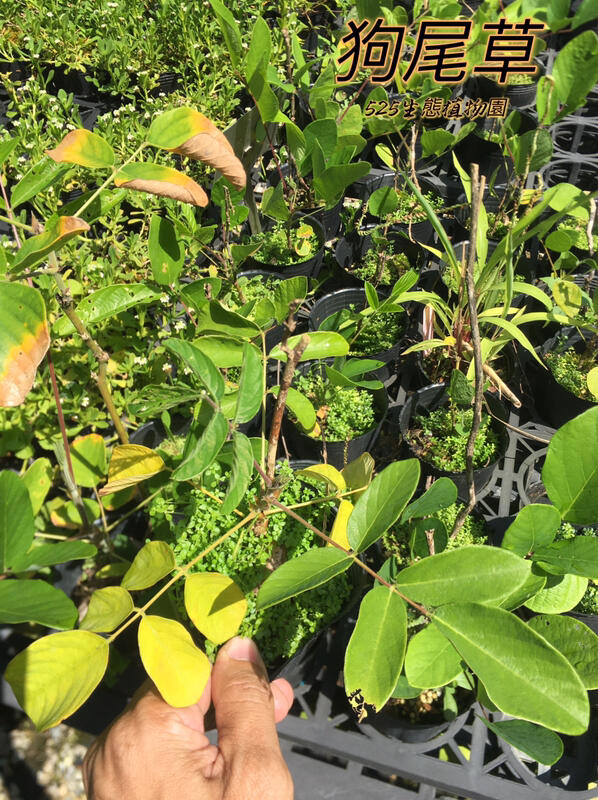 『525生態植物園』兔尾草 （狗尾草，通天草）藥用或食用 | 露天市集 | 全台最大的網路購物市集