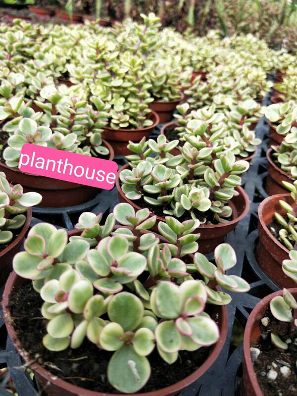 植宅 斑葉銀杏木 雅樂之舞 3吋盆 多肉植物 露天拍賣