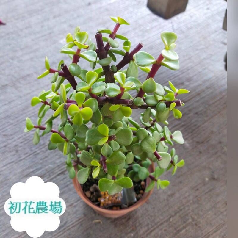 初花農場 銀杏木 半日照植物 3吋盆 定價60特價50 露天拍賣