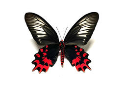 鳳蝶- 昆蟲標本(貝類、化石、標本) - 人氣推薦- 2024年3月| 露天市集