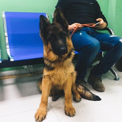 狗德牧立耳器矯正貼犬專用耳托柯基法斗德牧杜賓馬犬東德豎耳器 露天拍賣