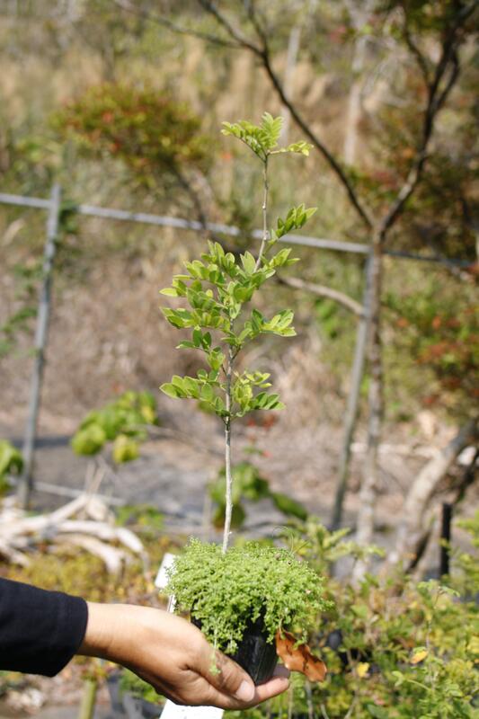 台灣原生種-小葉魚藤 灌木 觀賞花卉 稀有植物 | 露天市集 | 全台最大的網路購物市集