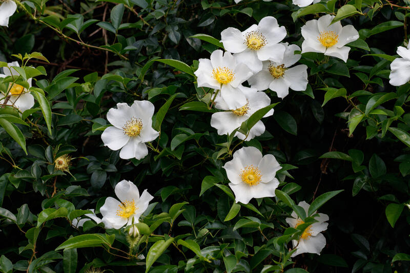 台灣原生種-金櫻子 野生玫瑰 野生薔薇 藥用植物 稀有植物